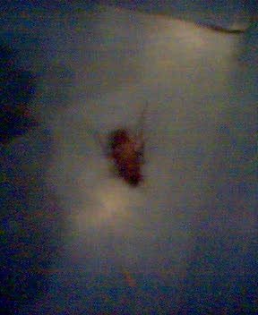 Picture(16).jpg