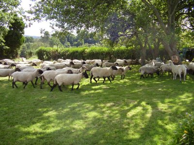 Sheep.jpg