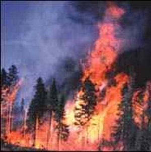 Forest Fire 2.jpg