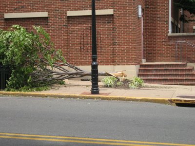 treedown1.jpg