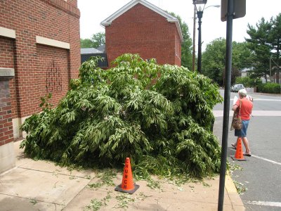 treedown2.jpg
