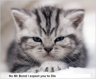 kitty.jpg