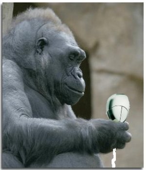 monkey.jpg