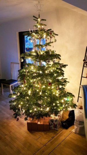 Christmas tree.jpg