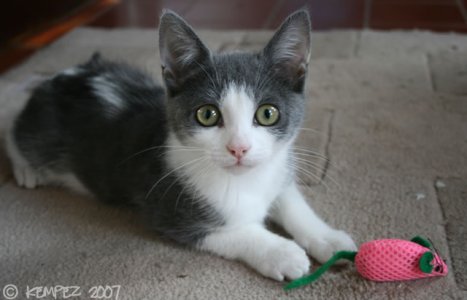 cat3.jpg