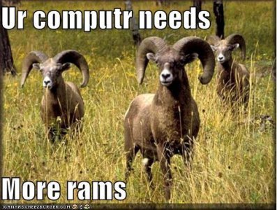 Rams.JPG