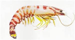 sexy Prawn.jpeg
