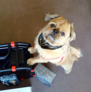 ArnieDaDOG.jpg