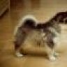 fuzzy_waffles