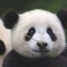 subliminal_panda
