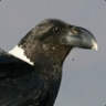Corvus albicollis