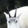 goatbloke46