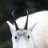 goatbloke46